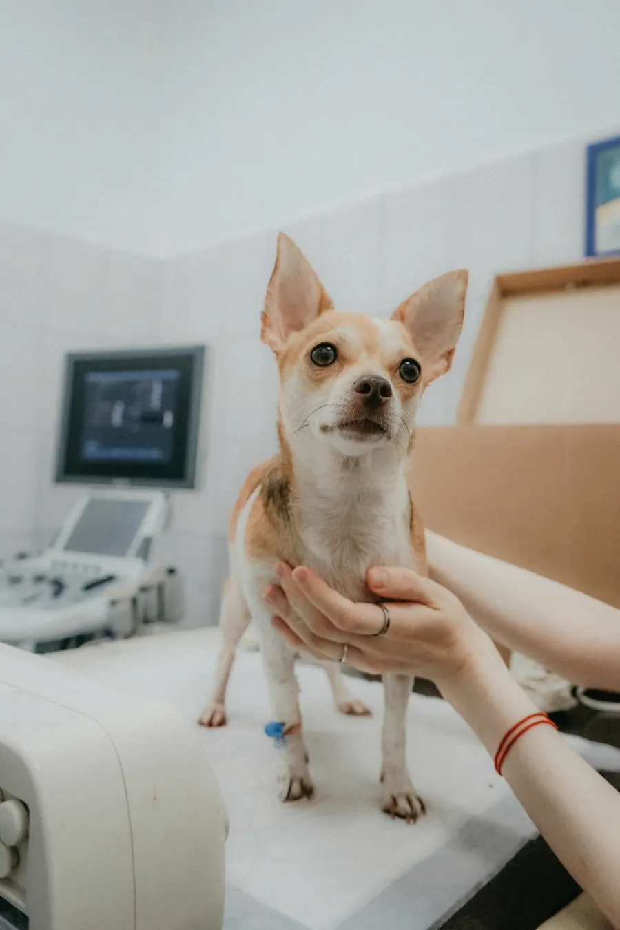 Um chihuahua de pé na mesa da sala de exames, com um aparelho de ultrassom ao fundo.