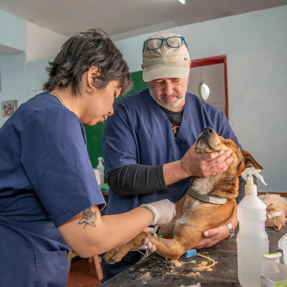 Dois veterinários de jaleco azul examinam um cachorro caramelo sobre a mesa de atendimento.